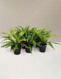 bundle | Small | Grow Pot