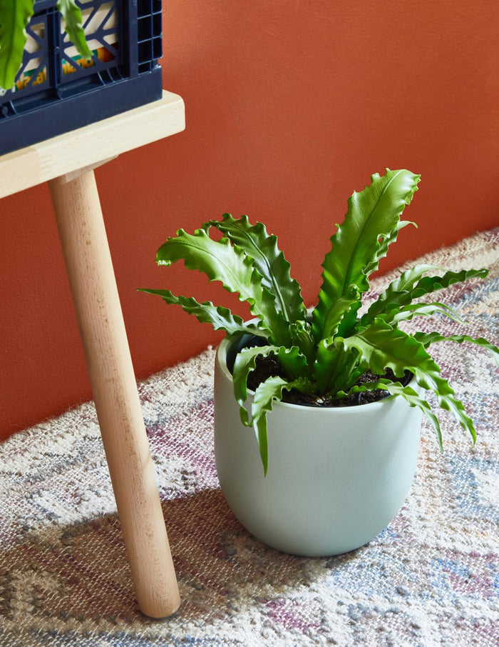 Fern Friends Party Pack