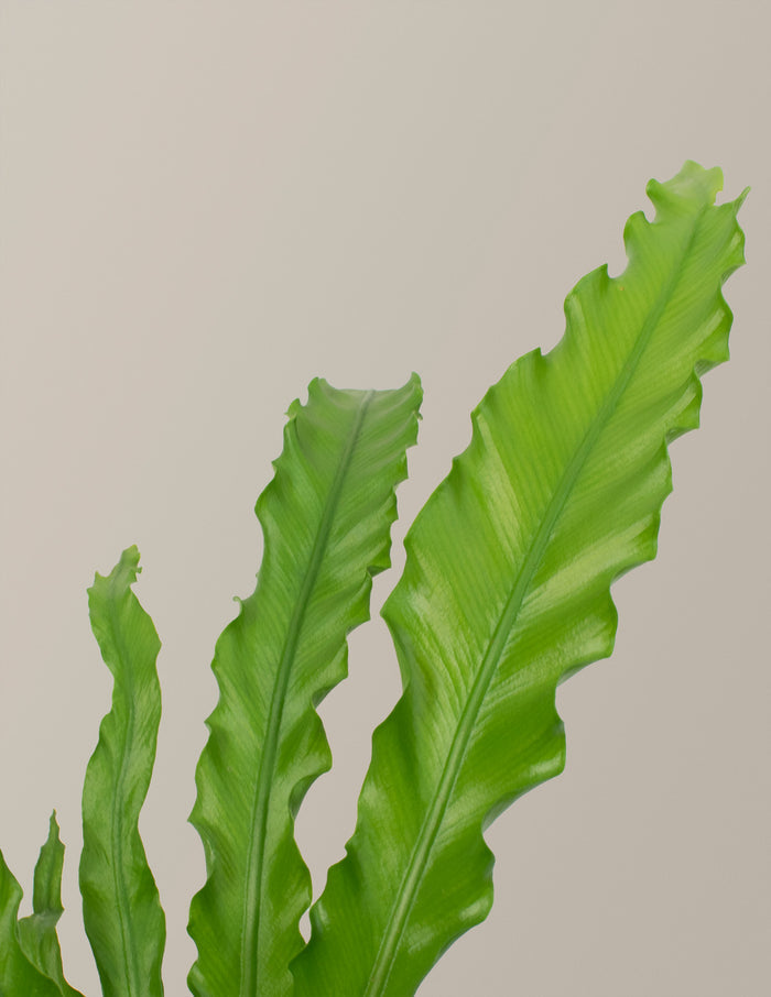 Fern Friends Party Pack