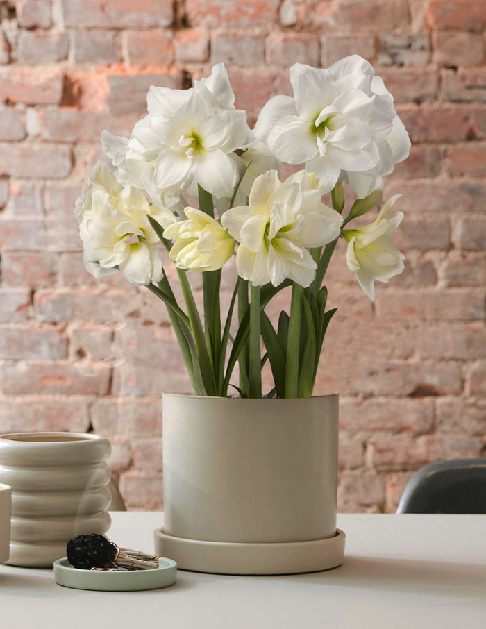 bundle | Trio | White