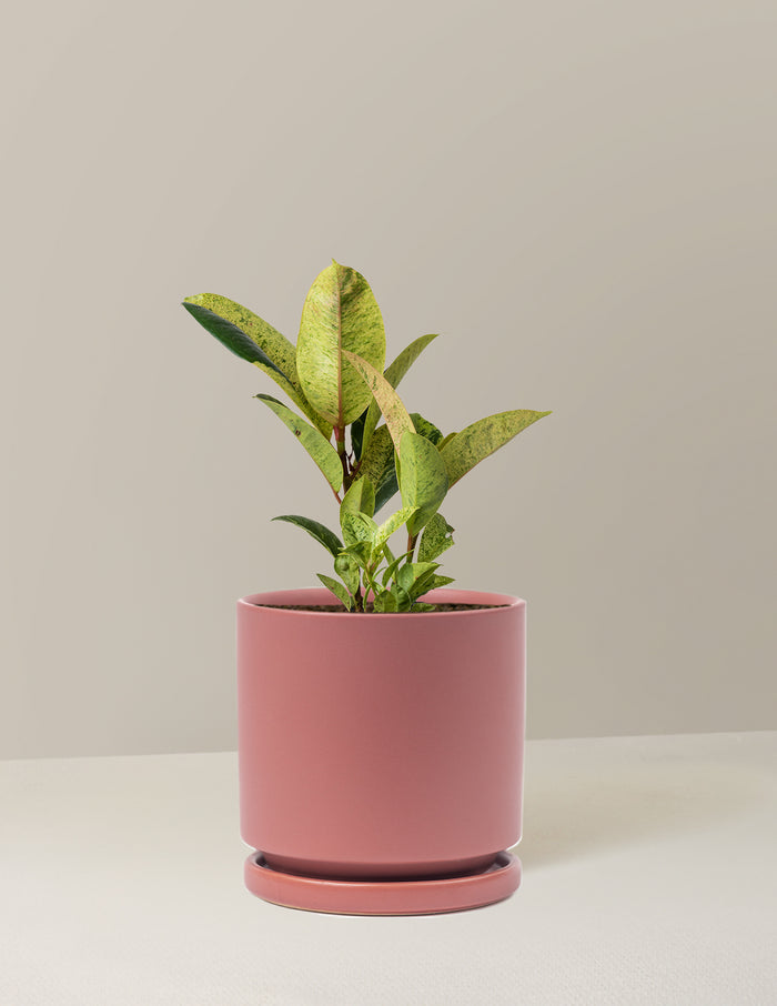 bundle | Medium | Isabella | Dusty Rose