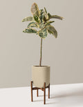 Ficus Tineke Tree