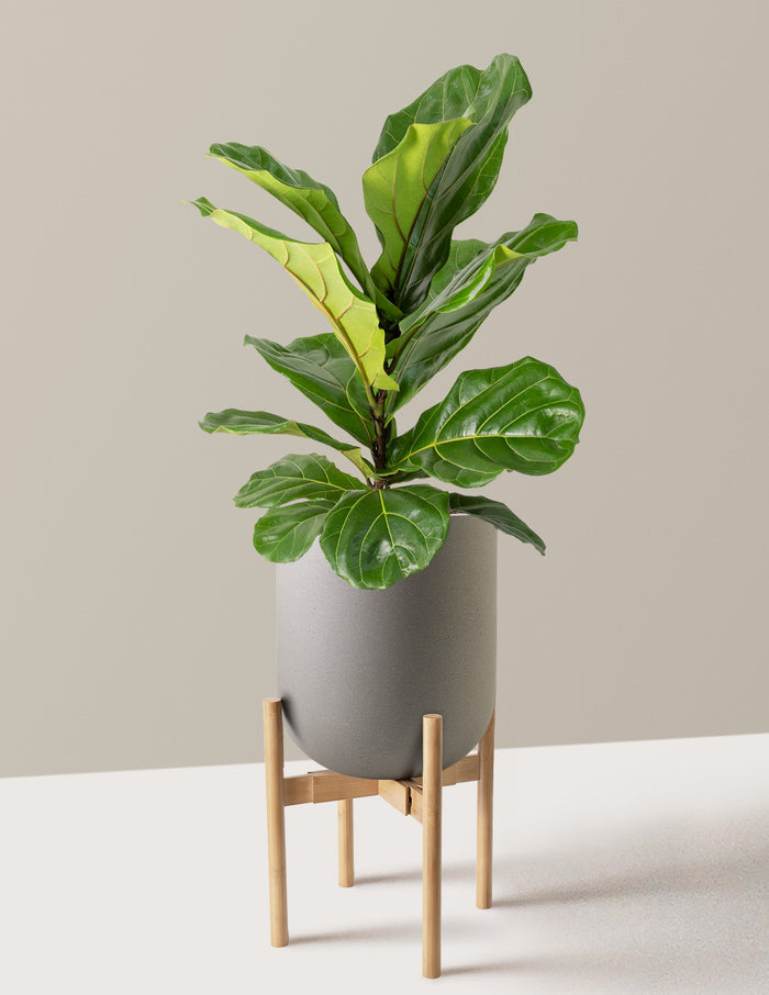 Large (2-3' tall) / Pallas with Light Bamboo Stand (12" wide) / Cement Grey