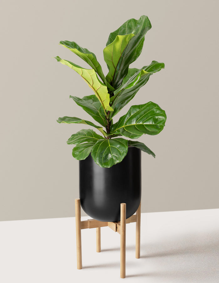 Large (2-3' tall) / Pallas with Light Bamboo Stand (12" wide) / Black