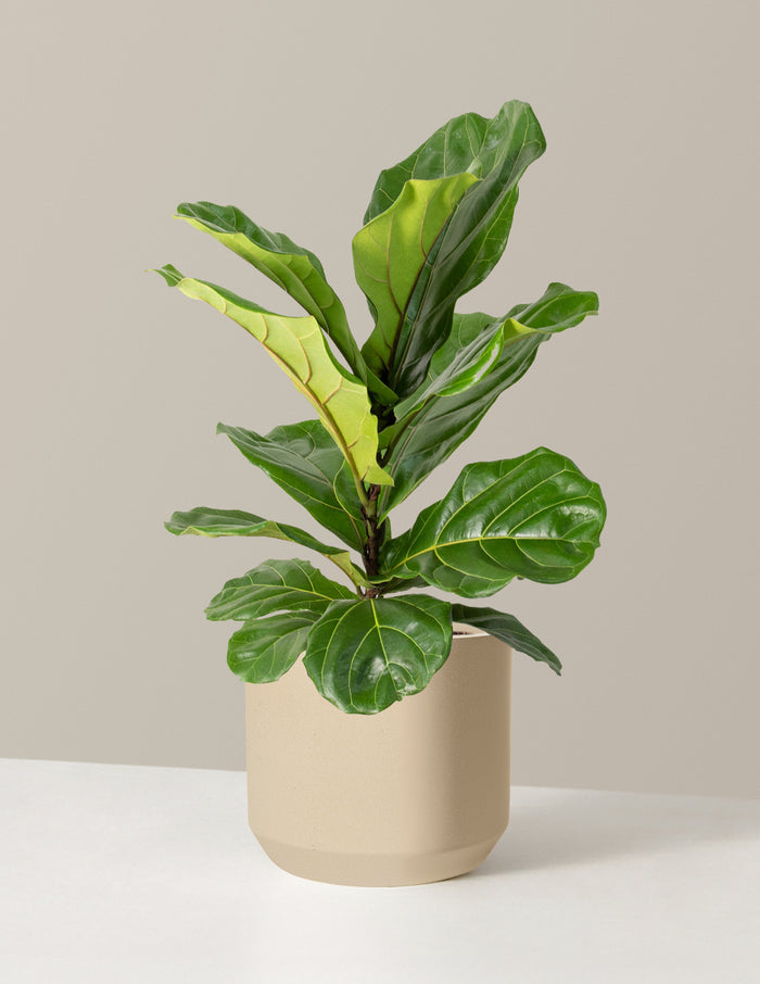 Large (2-3' tall) / Mexia (13" wide) / Sand