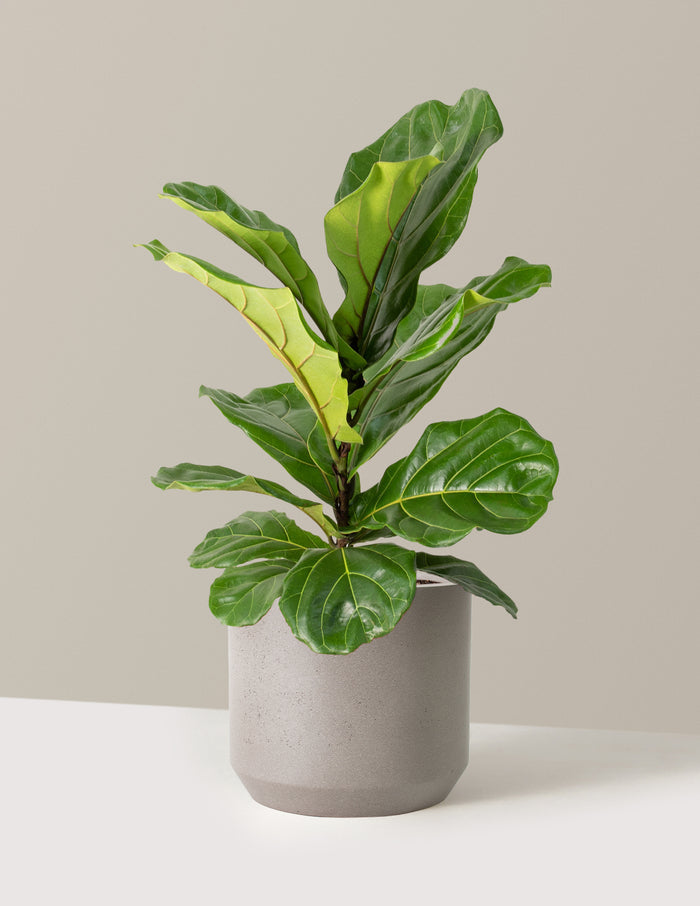 Large (2-3' tall) / Mexia (13" wide) / Cement Grey
