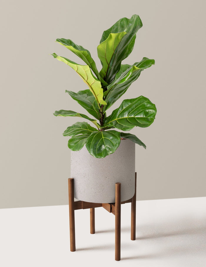 Large (2-3' tall) / Agnes with Dark Bamboo Stand (10" wide) / Cement Grey