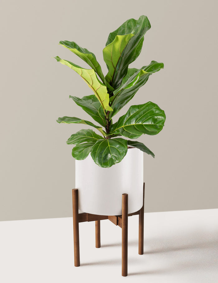 Large (2-3' tall) / Agnes with Dark Bamboo Stand (10" wide) / Cream