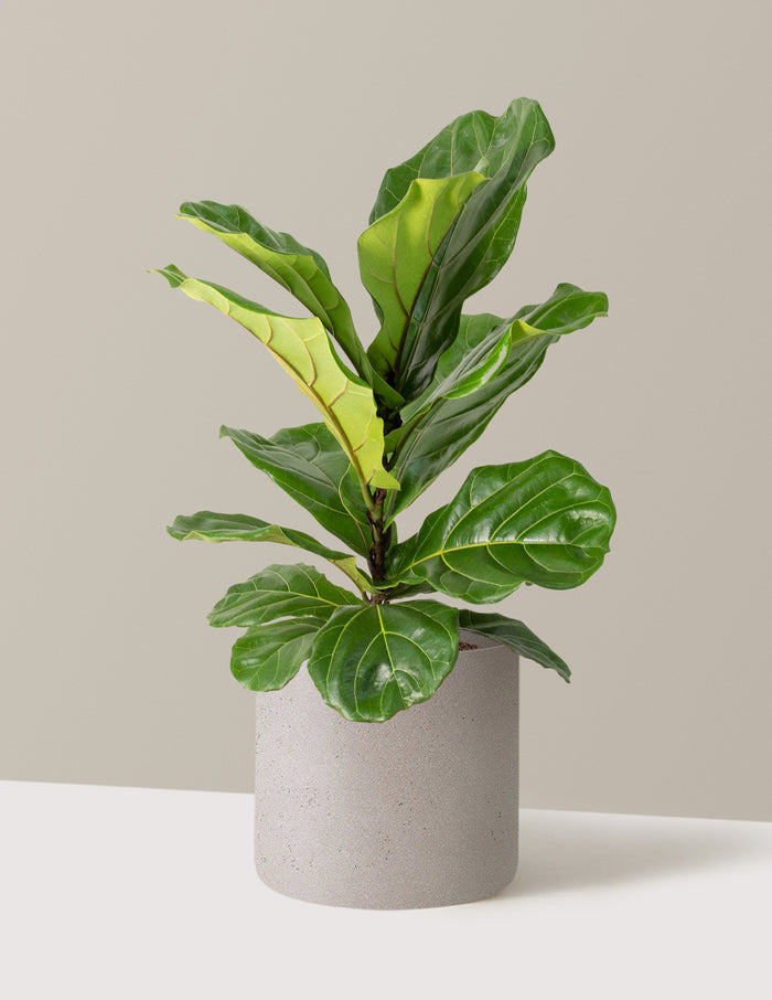 Large (2-3' tall) / Agnes (10" wide) / Cement Grey