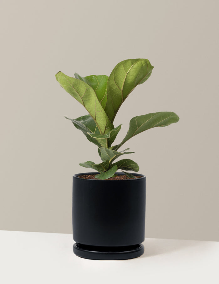 Medium (13-18" tall) / Isabella (6.25" wide) / Black