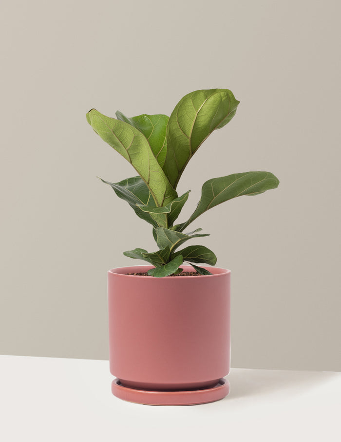 Medium (13-18" tall) / Isabella (6.25" wide) / Dusty Rose