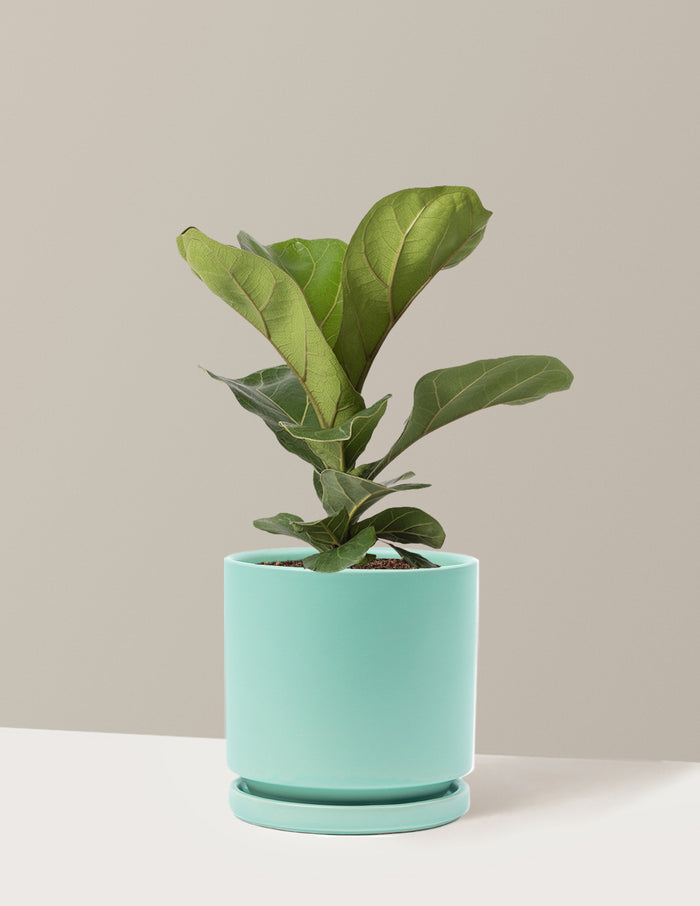 Medium (13-18" tall) / Isabella (6.25" wide) / Sea Glass