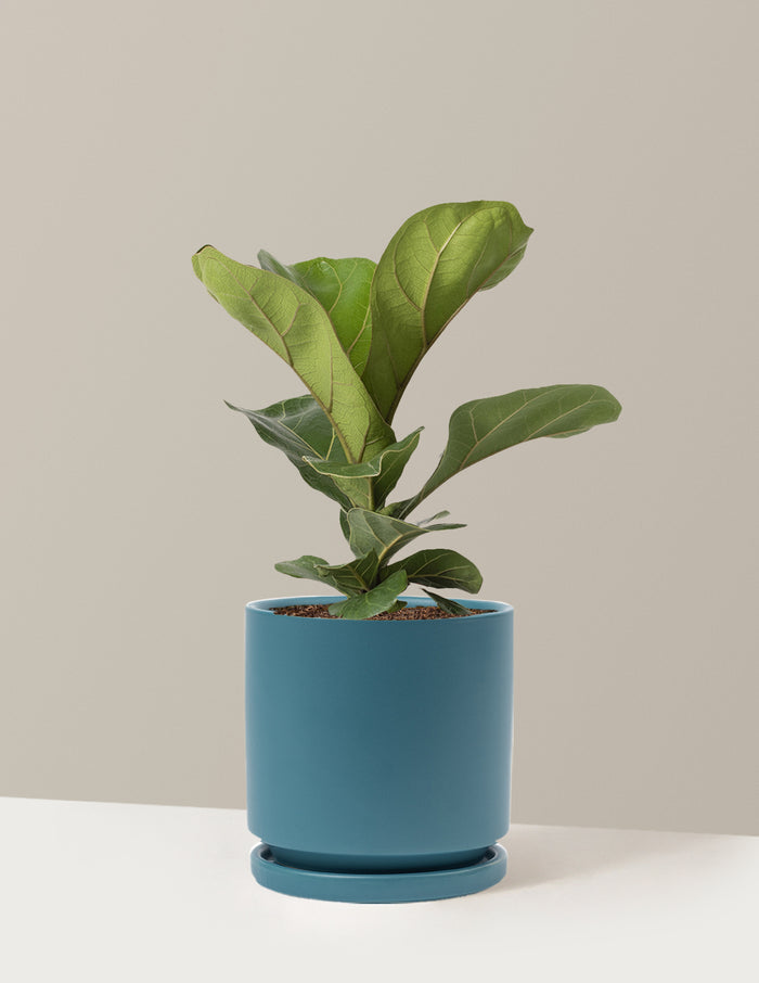Medium (13-18" tall) / Isabella (6.25" wide) / Antique Teal