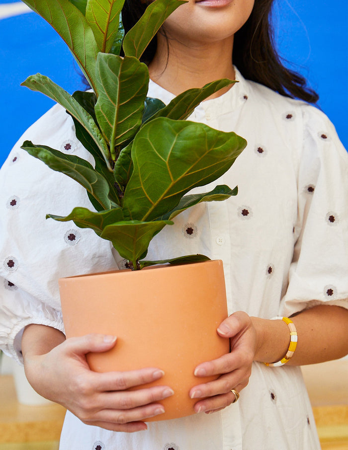 Fiddle Leaf Fig Bush