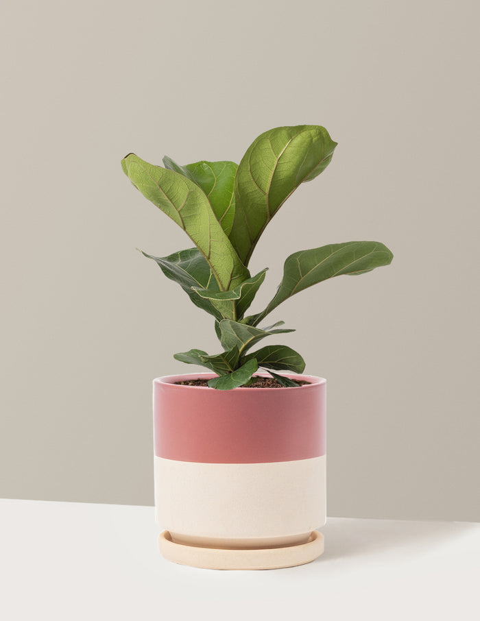 Medium (13-18" tall) / Isabella (6.25" wide) / Top Half Dusty Rose