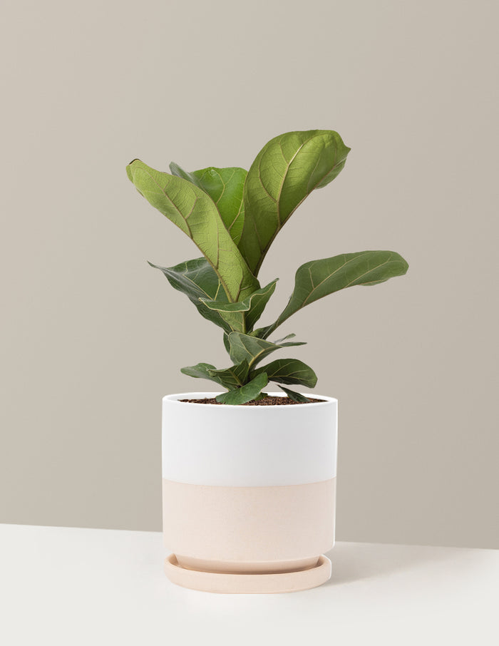 Medium (13-18" tall) / Isabella (6.25" wide) / Top Half White