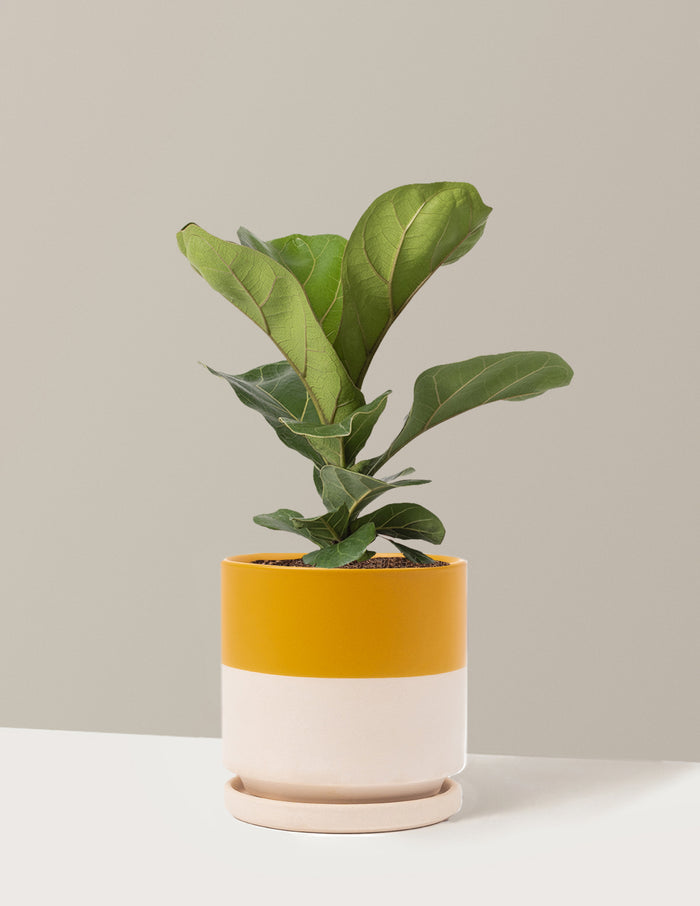 Medium (13-18" tall) / Isabella (6.25" wide) / Top Half Mustard