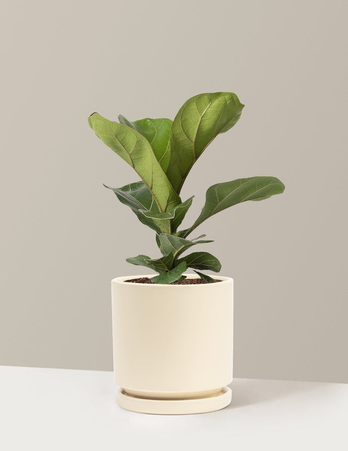 Medium (13-18" tall) / Isabella (6.25" wide) / Almond