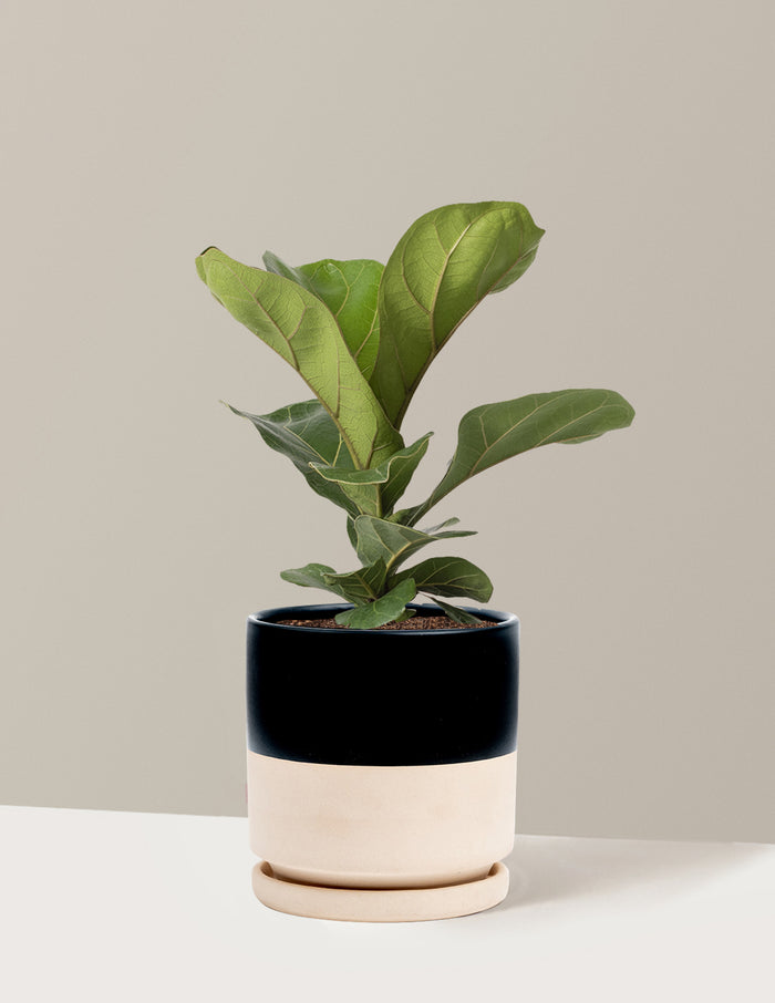 Medium (13-18" tall) / Isabella (6.25" wide) / Top Half Black