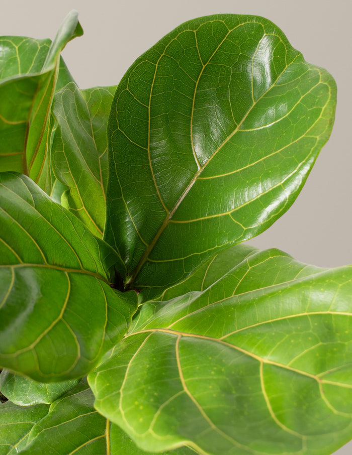 Fiddle Leaf Fig Bush