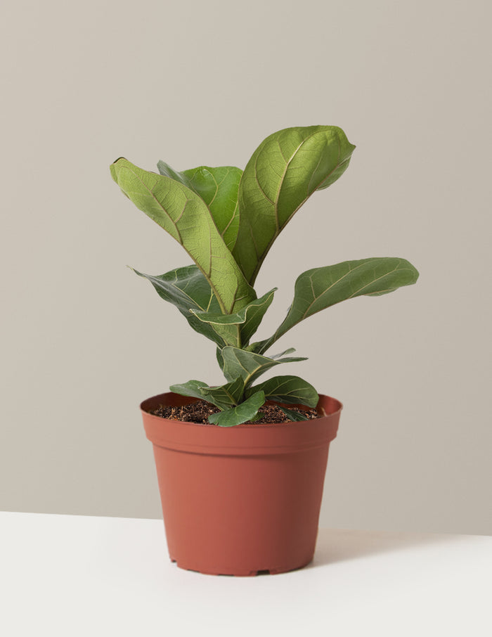 Medium (13-18" tall) / Grow Pot (6" wide) / Plastic