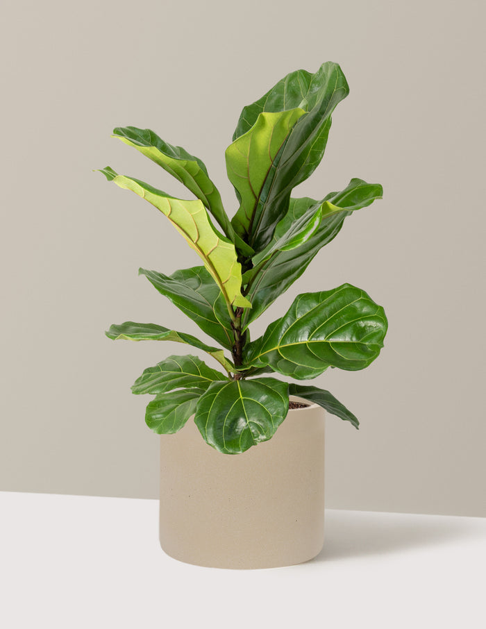 Fiddle Leaf Fig Bush