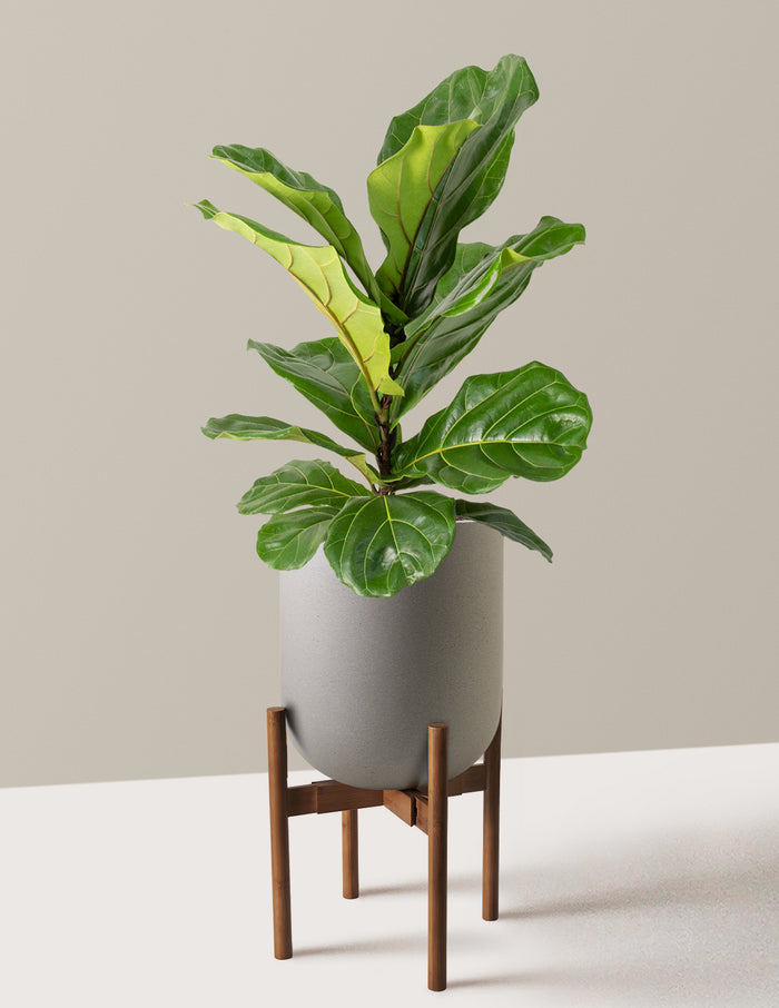 Large (2-3' tall) / Pallas with Dark Bamboo Stand (12" wide) / Cement Grey