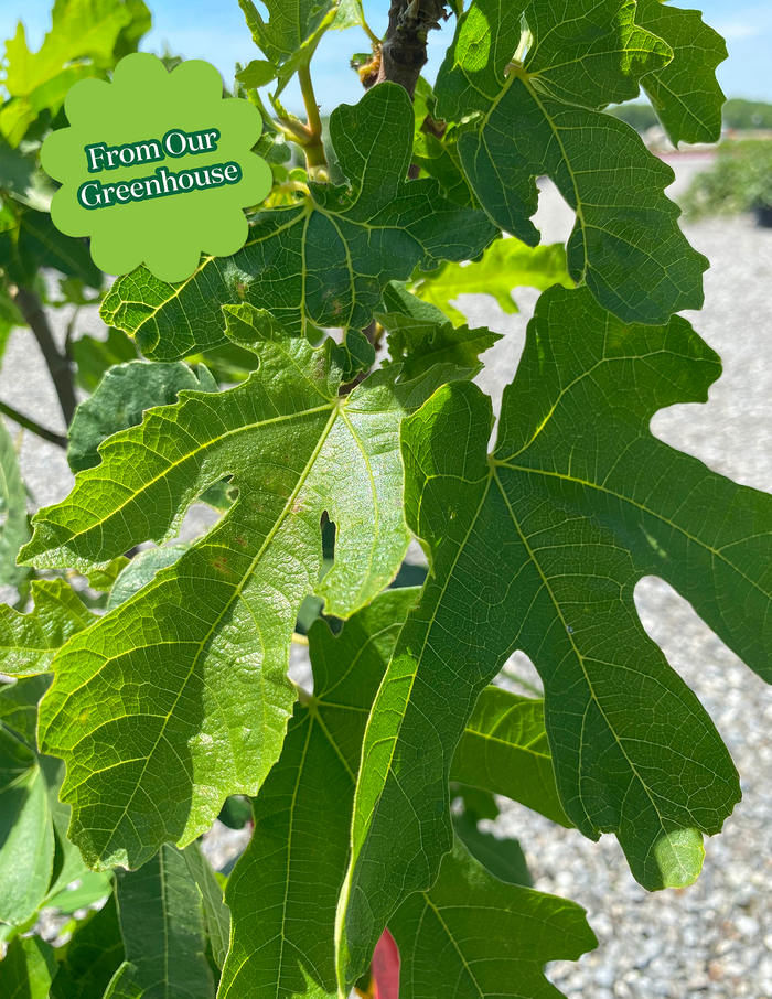 Fig Orchard Pack