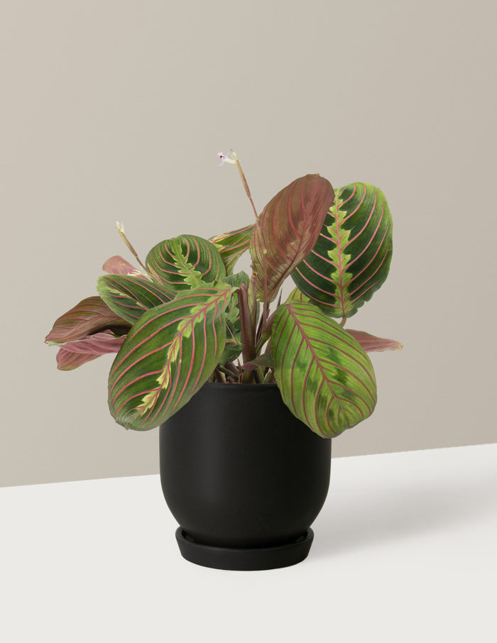 Fits your Sill: Pet Friendly Duo