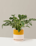 bundle | 1 Gallon - Single | Isabella | Top Half Mustard