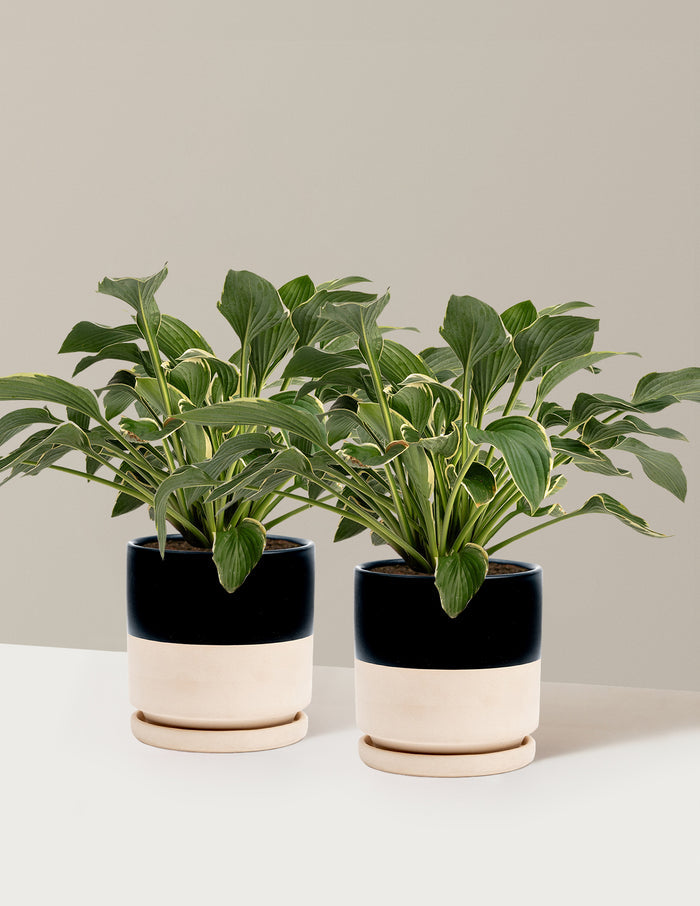 1 Gallon - 2-Pack / Isabella (8.25" wide) / Top Half Black