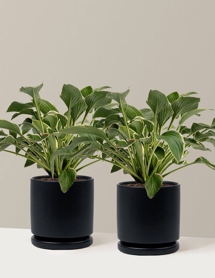 1 Gallon - 2-Pack / Isabella (8.25" wide) / Black