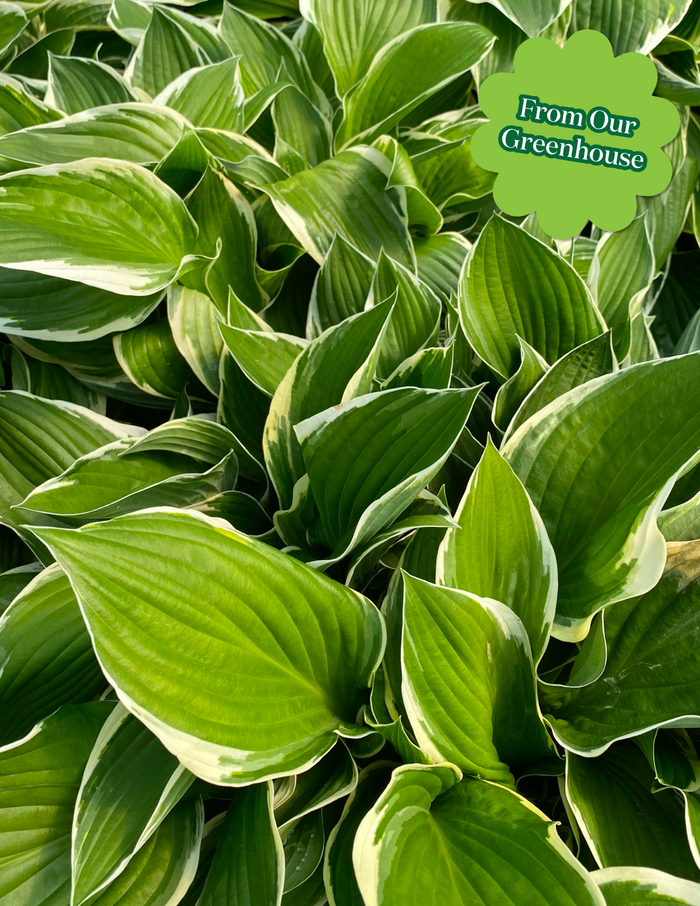 Francee Hosta