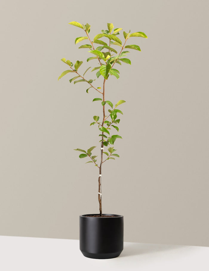 Fuyu Persimmon