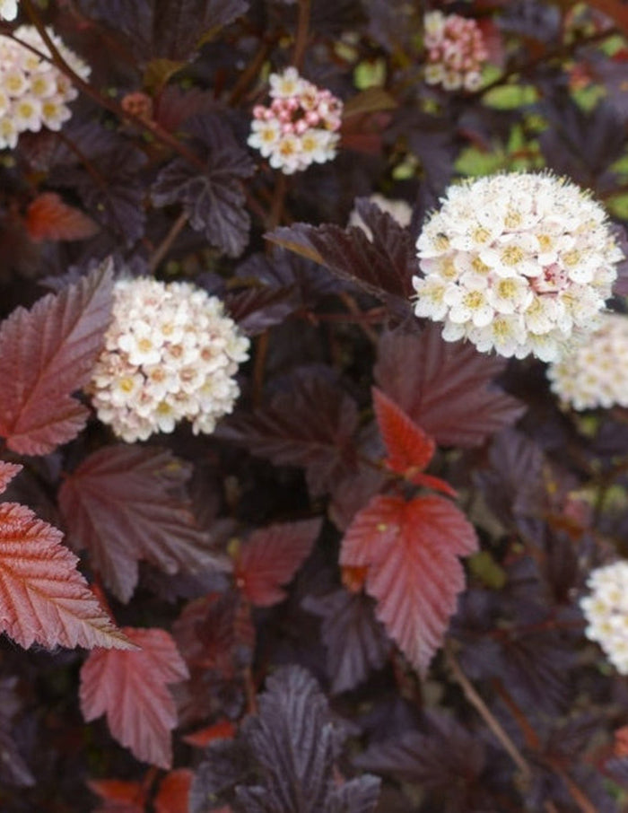 Ginger Wine® Ninebark