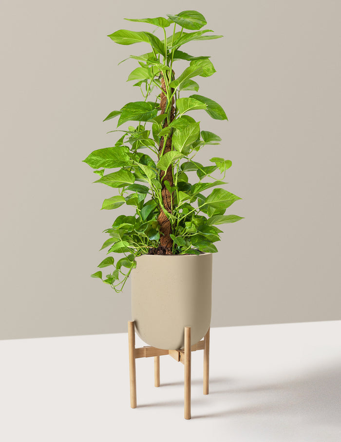 Large (32"-36" tall) / Pallas with Light Bamboo Stand (12" wide) / Sand