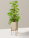 Large (32"-36" tall) / Pallas with Light Bamboo Stand (12" wide) / Sand