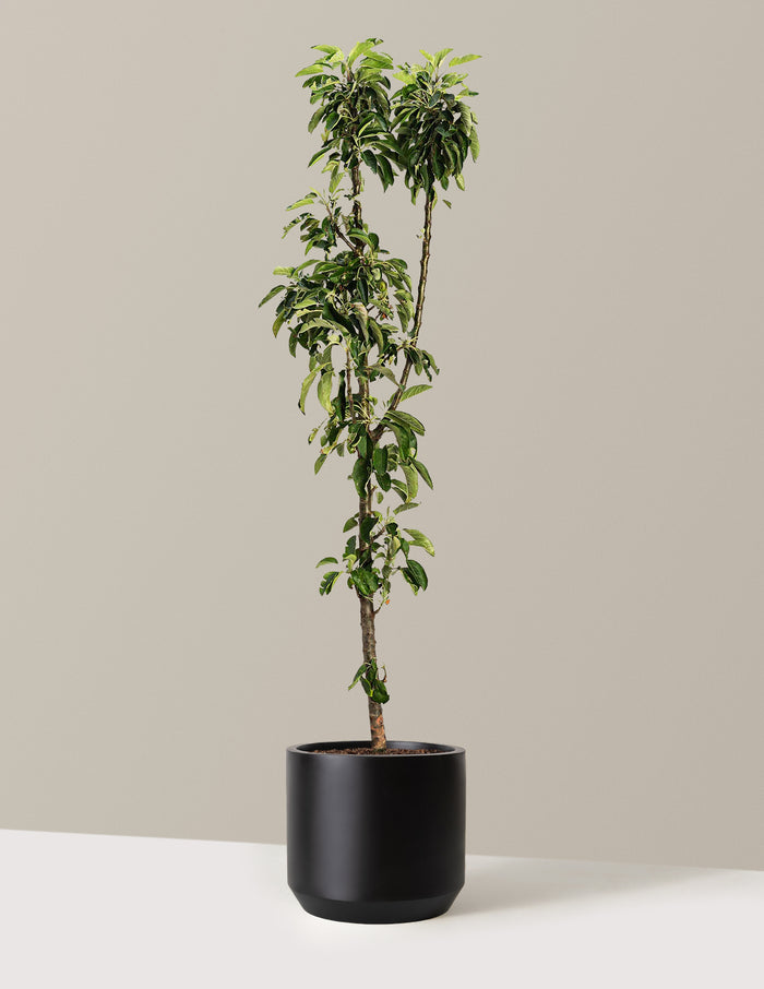 bundle | 3-4 ft. | Mexia | Black