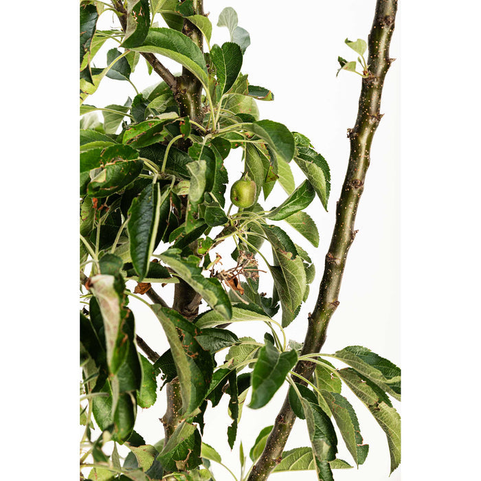 Golden Treat™ Fruit Snacks™ Apple Tree