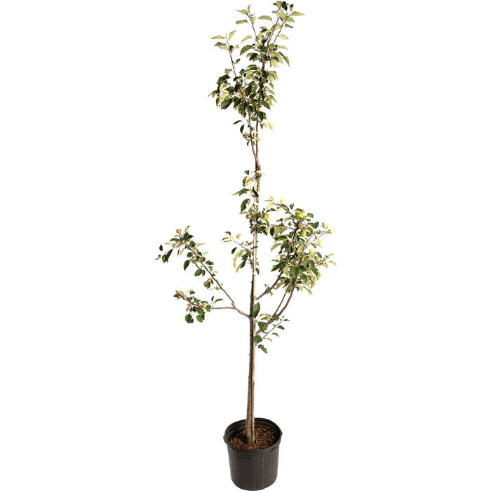 bundle | 6-7 ft. | Single Granny Smith Apple
