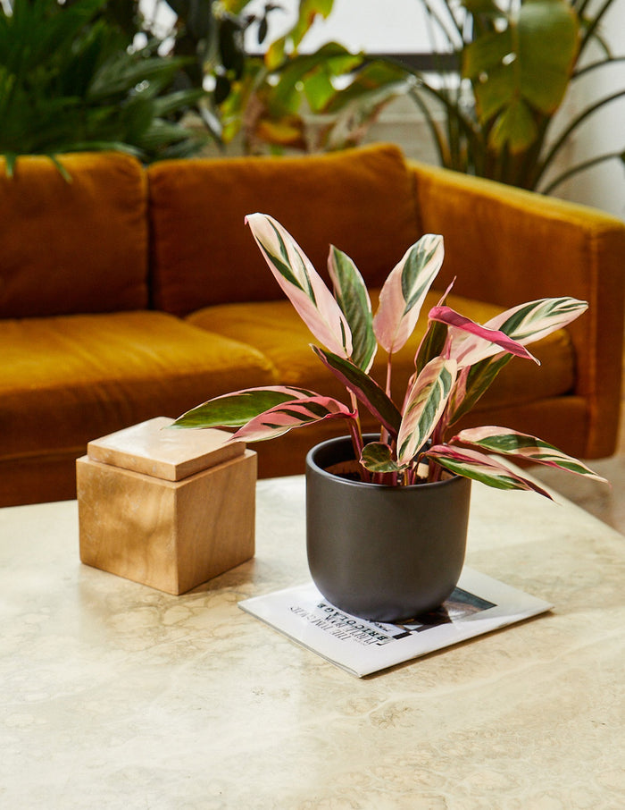 Grant Ceramic Planter
