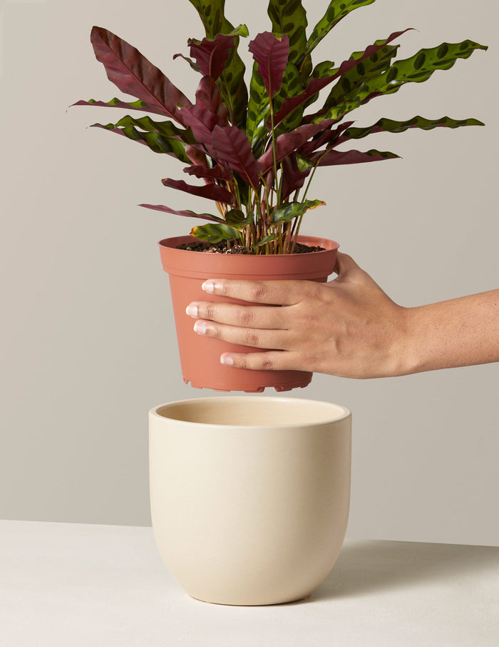 Grant Ceramic Planter