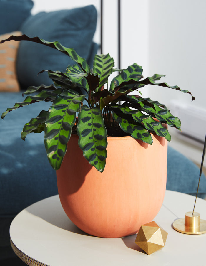 Grant Ceramic Planter