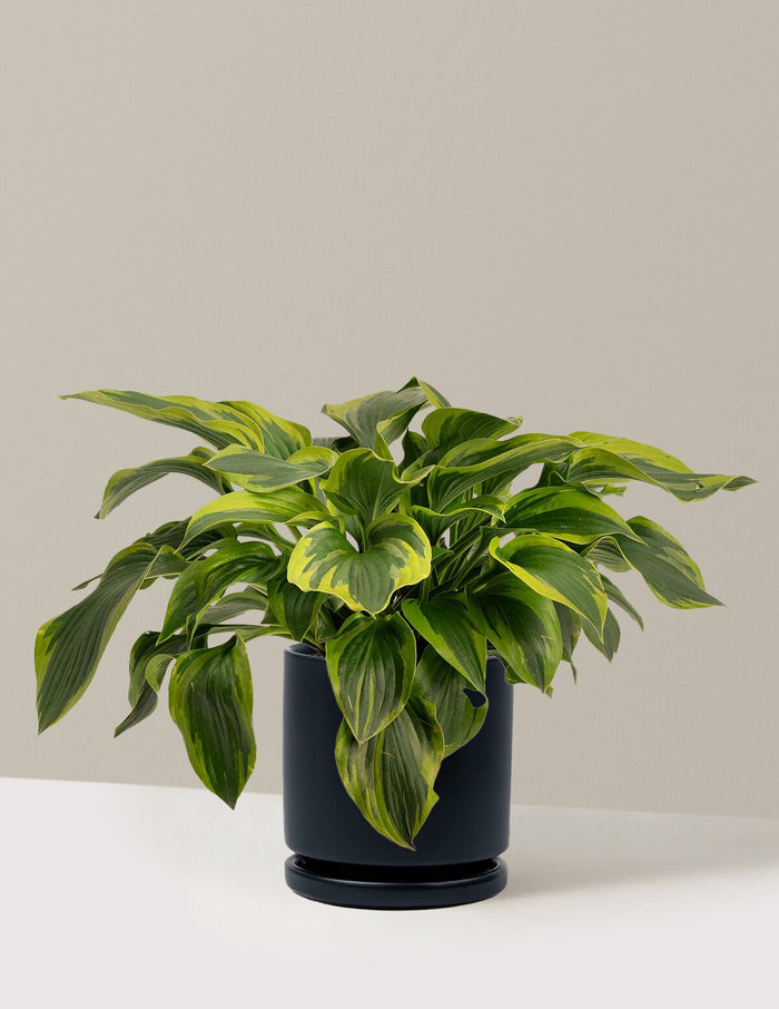 1 Gallon - Single / Isabella (8.25" wide) / Black