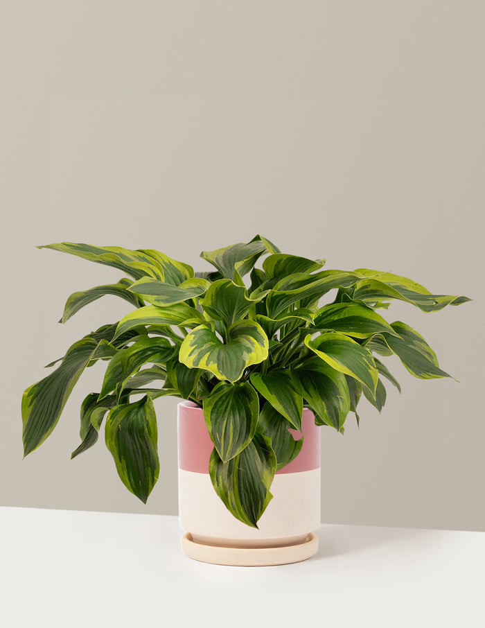 1 Gallon - Single / Isabella (8.25" wide) / Top Half Dusty Rose