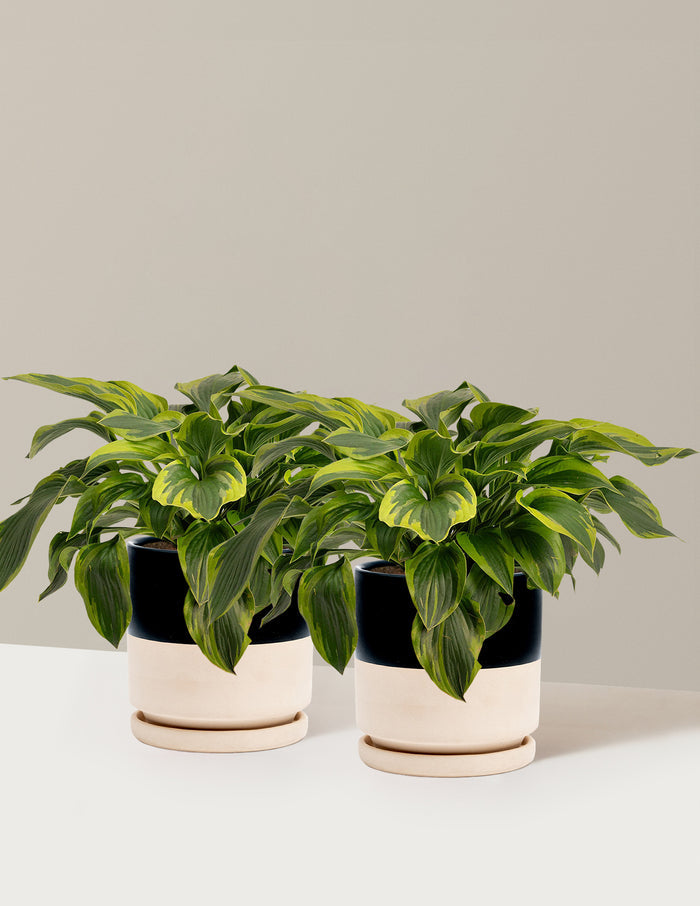 1 Gallon - 2-Pack / Isabella (8.25" wide) / Top Half Black