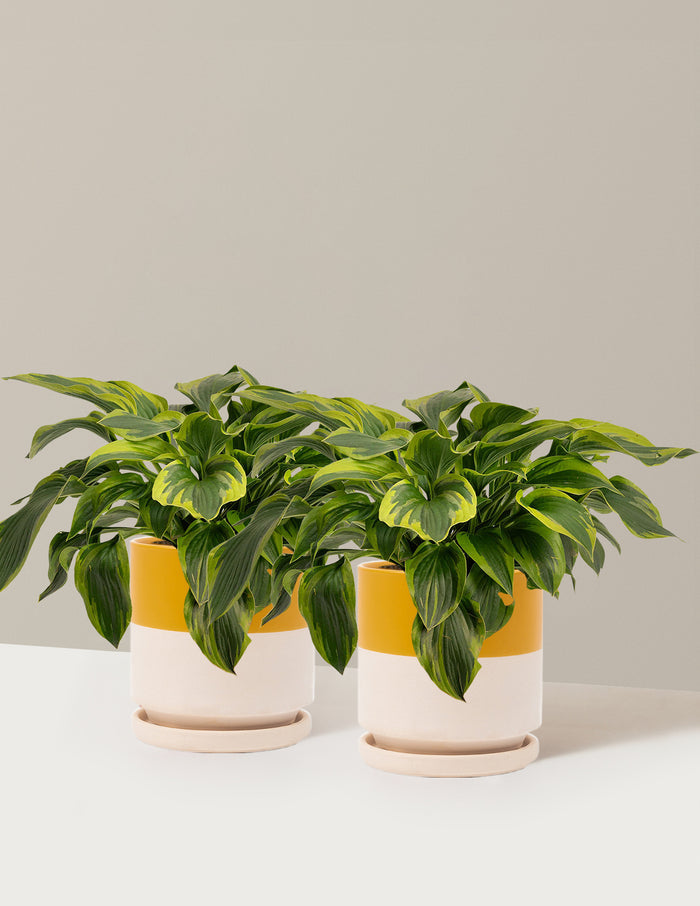 1 Gallon - 2-Pack / Isabella (8.25" wide) / Top Half Mustard