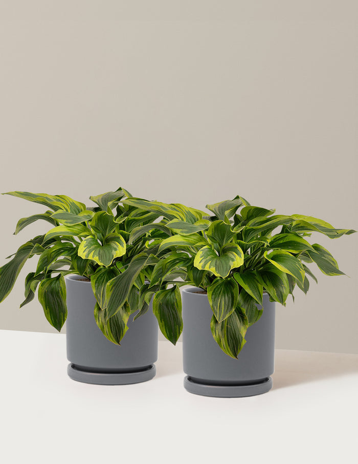 1 Gallon - 2-Pack / Isabella (8.25" wide) / Granite