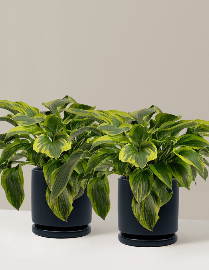 1 Gallon - 2-Pack / Isabella (8.25" wide) / Black
