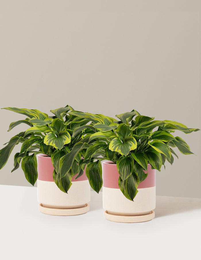 1 Gallon - 2-Pack / Isabella (8.25" wide) / Top Half Dusty Rose